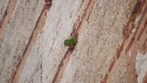 Hispaniolan parakeet nesting in a building Stock Footage 137960367