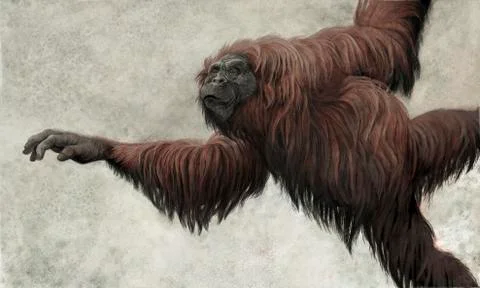 Hispanopithecus laietanus from the Spanish Miocene epoch. Stock Illustration