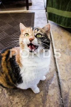 Hissing Calico Cat Stock Photos