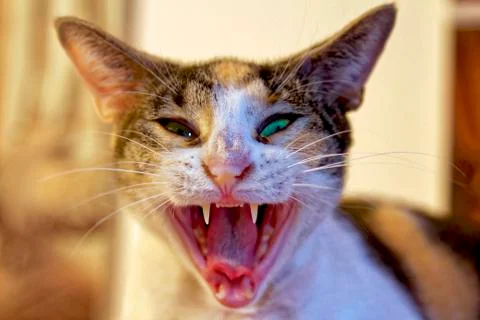 Hissing cat Stock Photos