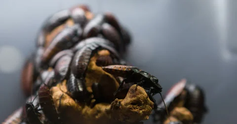 Hissing cockroach crawling around 4k Vídeo Stock 36592986