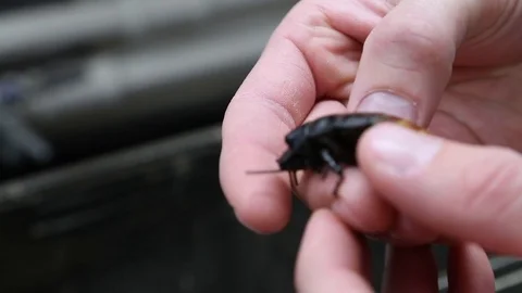 Hissing cockroach in a hand Stock Footage 112635336