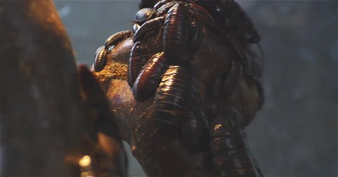 Hissing cockroaches Stock Footage 54716016