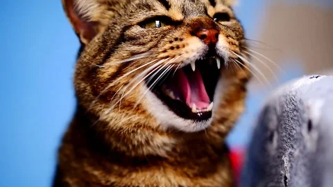 Hissing Video stock 99296617