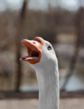 Hissing goose Foto stock