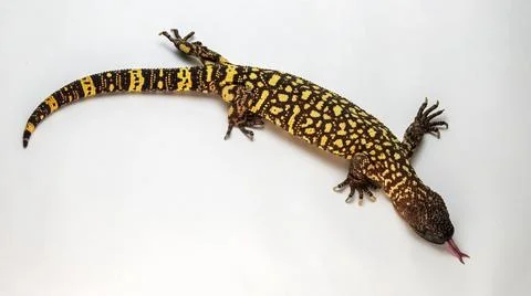Hissing Mexican Beaded Lizard Isolated on a White Background Stock Photos