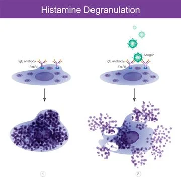 Histamine Degranulation. Stock Illustration