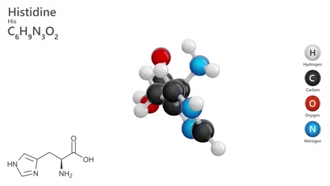 Histidine (His or H). Essential amino acid. White background. 3D render Stock Footage 293936665