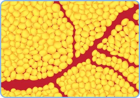 Histological section demonstrating yellow adipose tissue Stock Illustration