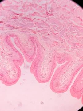 Histology of Normal Bladder Wall under the microscop 스톡 사진