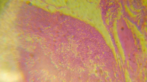 Histology science. biological tissue microscope view. medical research lab. Stock Footage 101599343