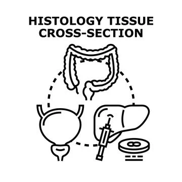 Histology tissue cross section concept with human organs Stock Illustration