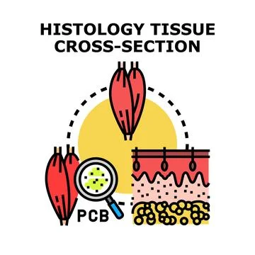 Histology tissue cross section studying contaminant distribution in organisms Stock Illustration
