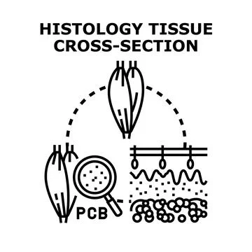 Histology tissue cross section studying contaminant distribution in organisms Stock Illustration