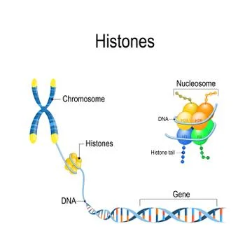 Histones close up. Organization and packaging of genetic material (DNA) in Ch Stock Illustration