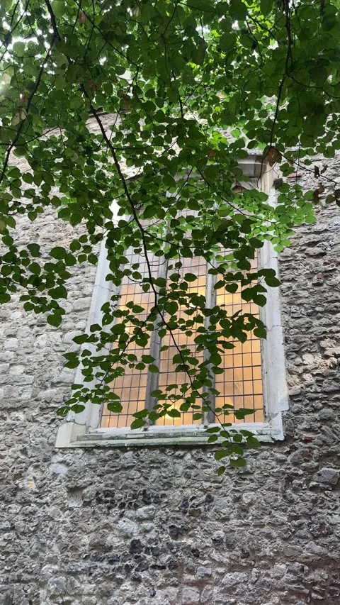 Historic building window framed by green foliage Stock Footage 340529681