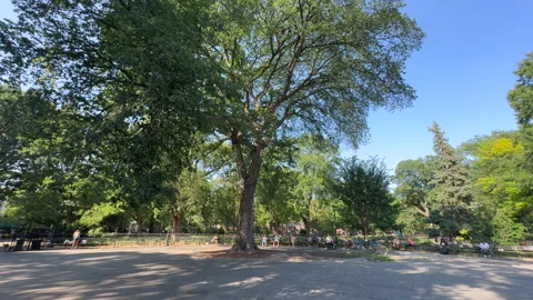 The historic Hare Krishna Tree in Tompkins Square Park in New York City. Stock Footage 345012612