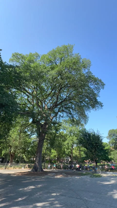 The historic Hare Krishna Tree in Tompkins Square Park in New York City. 库存影片 345013182