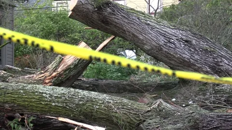 Historic Home Crushed by Massive Fallen Tree in Bomb Cyclone - Clip 41 Stock Footage 293179161