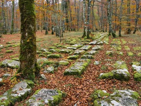 Historic Moss-Covered Stone Path Through Autumnal Forest - Serene wide-angl.. Stock Photos