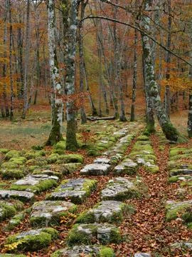 Historic Moss-Covered Stone Path Through Autumnal Forest - Serene wide-angl.. Stock Photos