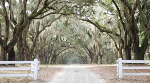 Historic Oak Trees Stock-Footage 44981924