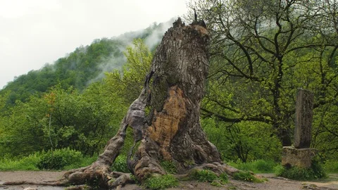 Historic tree Inside The Haghartsin Monastery in Dilijan, Armenia 1 Vidéo 90342303