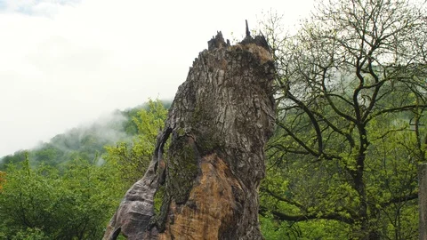 Historic tree Inside The Haghartsin Monastery in Dilijan, Armenia 3 Vidéo 90342424