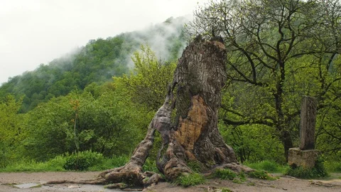 Historic tree Inside The Haghartsin Monastery in Dilijan, Armenia 2 Видео 90342500