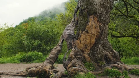 Historic tree Inside The Haghartsin Monastery in Dilijan, Armenia 4 Видео 90342536