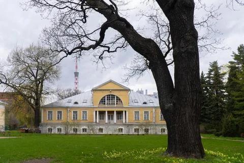 Historic Yellow Mansion with Large Tree in Front Yard Stock Photos