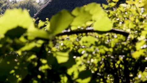 Historical Celtic Thatched Stonework building in St. Fagans in South Wales Stock Footage 118885047