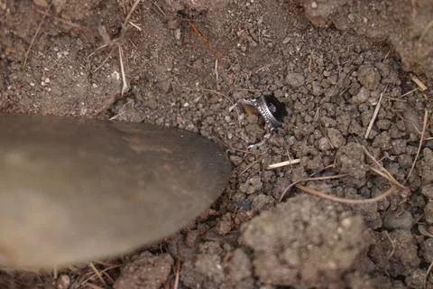 Historical discovery. 스톡 사진