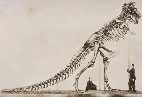 Historical Illustration Of Dinosaur Skeleton Stock Photos
