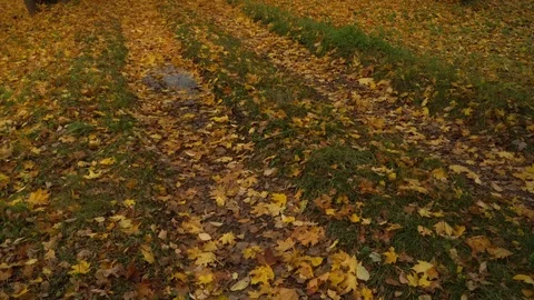 Historical park rust color tree leaves on the ground in autumn. Stock Footage 118094180