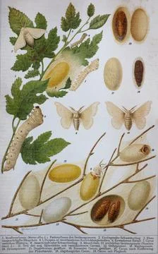 Historisches Bild der Serikultur oder Seidenzucht der Zucht von Seidenraupen Stock-Illustration
