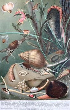 Historisches Bild verschiedener Mollusken oder Weichtiere digital restaurierte Stock-Illustration