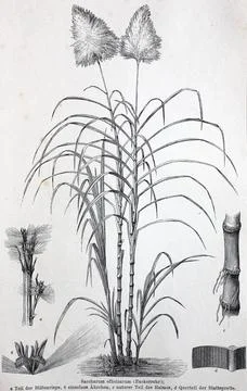Historisches Bild verschiedener Poaceae oder Gramineae einer grossen und nahezu Stock-Illustration