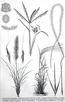 Historisches Bild verschiedener Poaceae oder Gramineae einer grossen und nahezu Stock-Illustration
