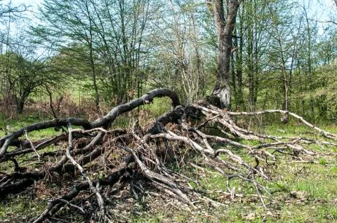 Hit by lighting big tree Stock Photos