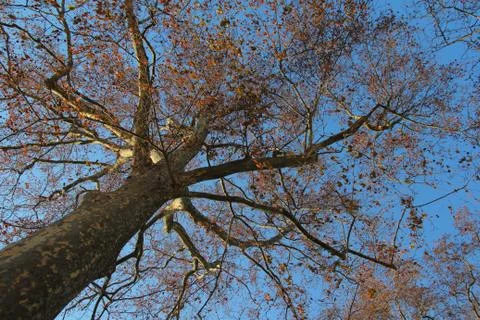 ...to hit the tree top Stock Illustration