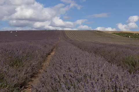 Hitchin Lavender Fields Stock Photos