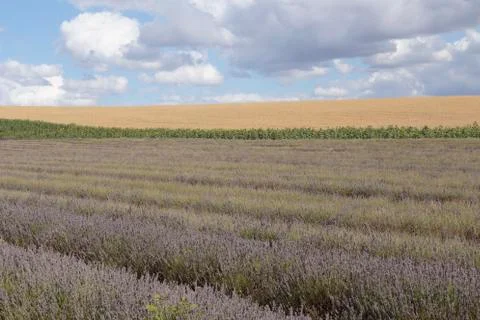 Hitchin Lavender Fields Stock Photos