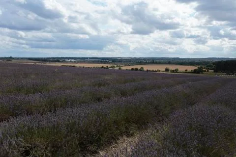 Hitchin Lavender Fields Stock Photos