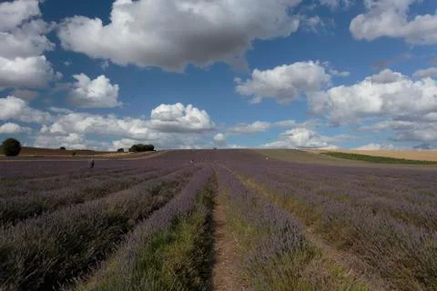 Hitchin Lavender Fields Stock Photos