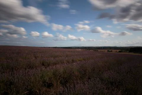 Hitchin Lavender Fields Stock Photos