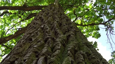 Hitting a vertical panoramic scene from the oak tree of the bark. Stock Footage