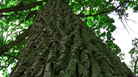 Hitting a vertical panoramic scene from the oak tree of the bark. Stock Footage 80331516
