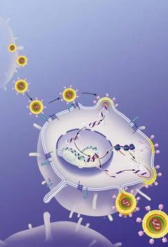  HIV HIV replication cycle in the host cell, antiretrovirals. In the upper... Stock Photos
