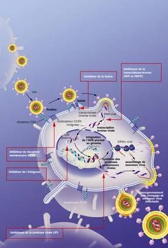  HIV HIV replication cycle in the host cell, antiretrovirals. In the upper... Stock Photos